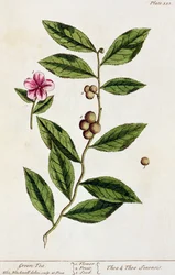 Green Tea, Plate 351 from 