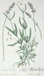 Lavender Spike, plate from 
