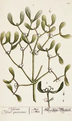 Mistletoe from 