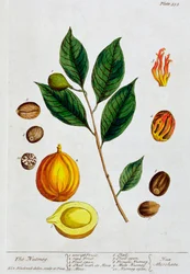 Nutmeg
