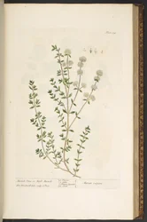 Plate 134, from 
