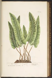 Plate 138, from 