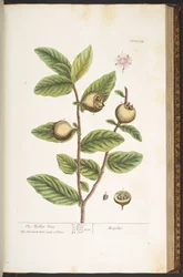 Plate 154, from 