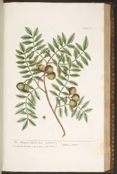 Plate 174, from 