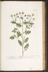 Plate 192, from 