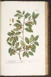 Plate 193, from 
