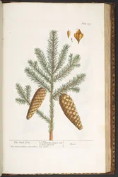 Plate 198, from 