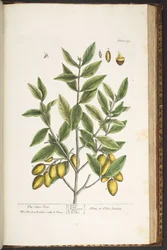 Plate 199, from 