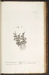 Plate 212, from 