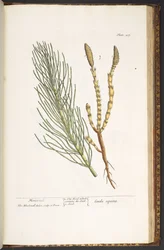 Plate 217, Horsetail, from 