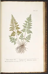 Plate 220, Black Maiden Hair, from 
