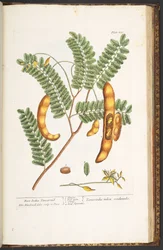Plate 221, from 