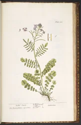 Plate 223, from 