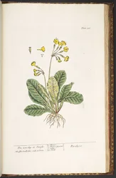 Plate 226, from 