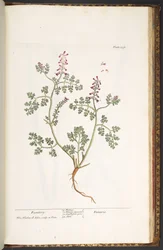 Plate 237, Fumitory, from 