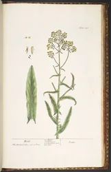 Plate 246, Wodd, from 