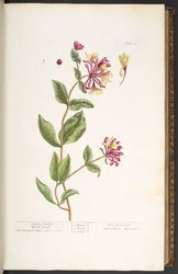 Plate 25, Honey Suckle Wood Bind, from 
