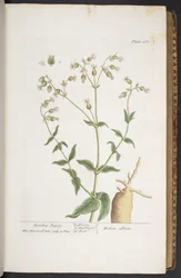 Plate 268, from 