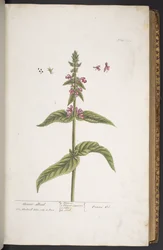Plate 273, from 