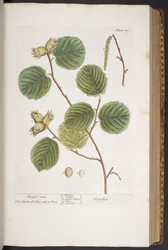 Plate 293, from 