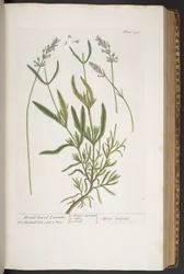 Plate 295, from 