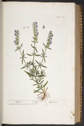Plate 296, from 