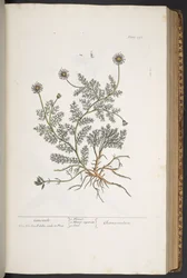 Plate 298, from 