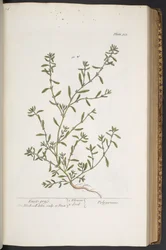 Plate 315, from 