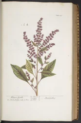 Plate 317, Flower Gentle, or Amaranthus, from 