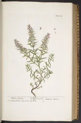 Plate 318, from 