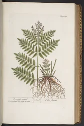 Plate 324, from 