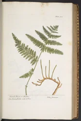 Plate 325, from 