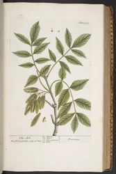 Plate 328, from 
