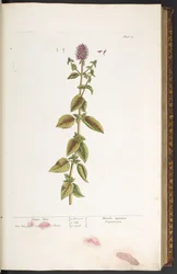 Plate 32, Water Mint, from 