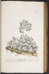 Plate 336, Ash Coloured Liverwort, from 