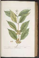 Plate 337, from 