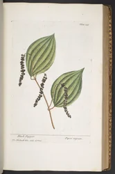 Plate 348, from 