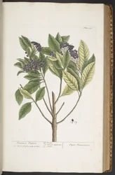 Plate 355, from 