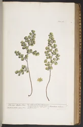 Plate 367, from 