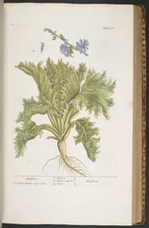 Plate 378, from 