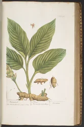 Plate 396, from 
