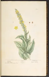 Plate 3, Mullein, from 