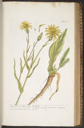 Plate 406, from A Curious Herbal