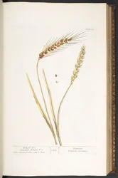 Plate 40, Wheat, and Bearded Wheat, from 