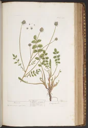 Plate 413, from 