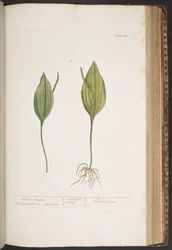 Plate 416, from 