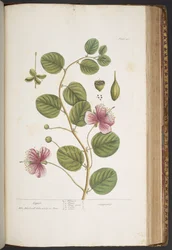 Plate 417, from 