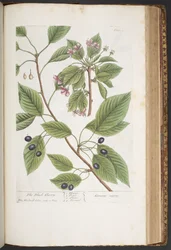 Plate 425, from 