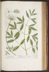 Plate 426, from 