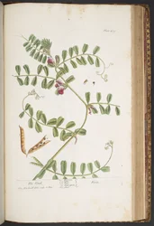 Plate 429, from 